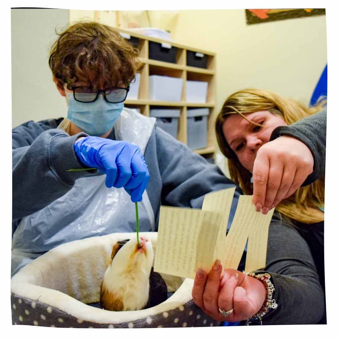 A student feeding a guinea pig.