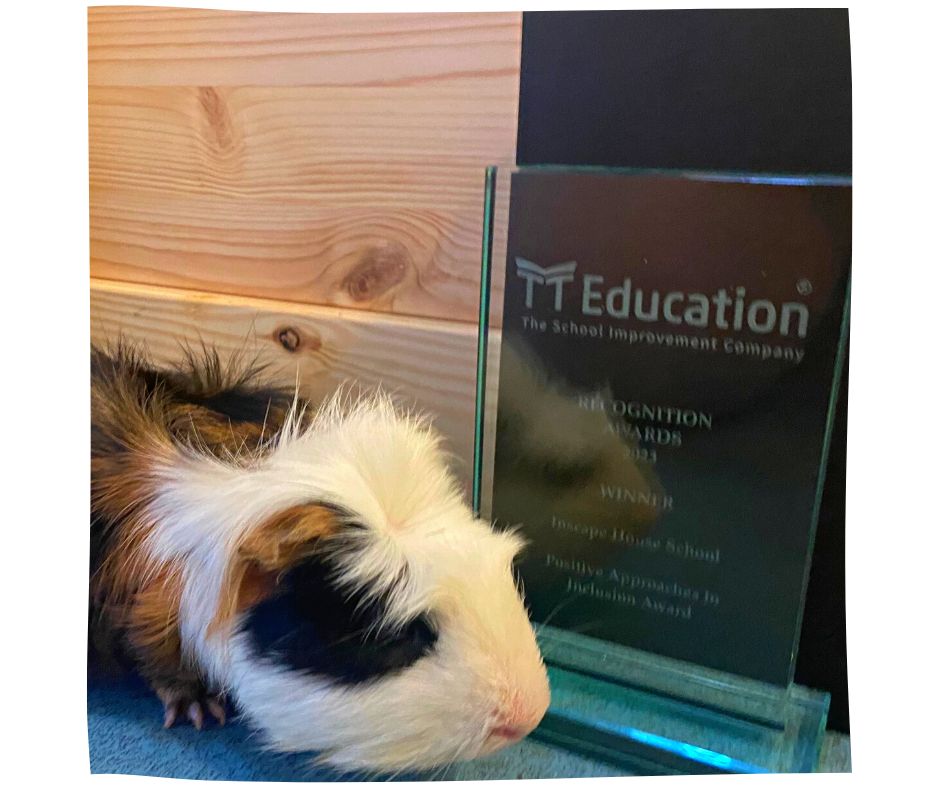 A tricoloured guinea pig on the left posing with the award on the right.