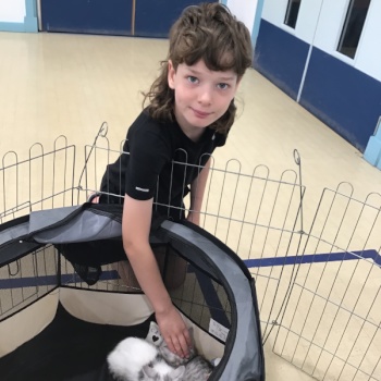 A boy is reaching down in a pen to pet a kitty.