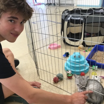 A boy puts his hands between a metal divider to touch a kitty. The enclosure is full of toys.