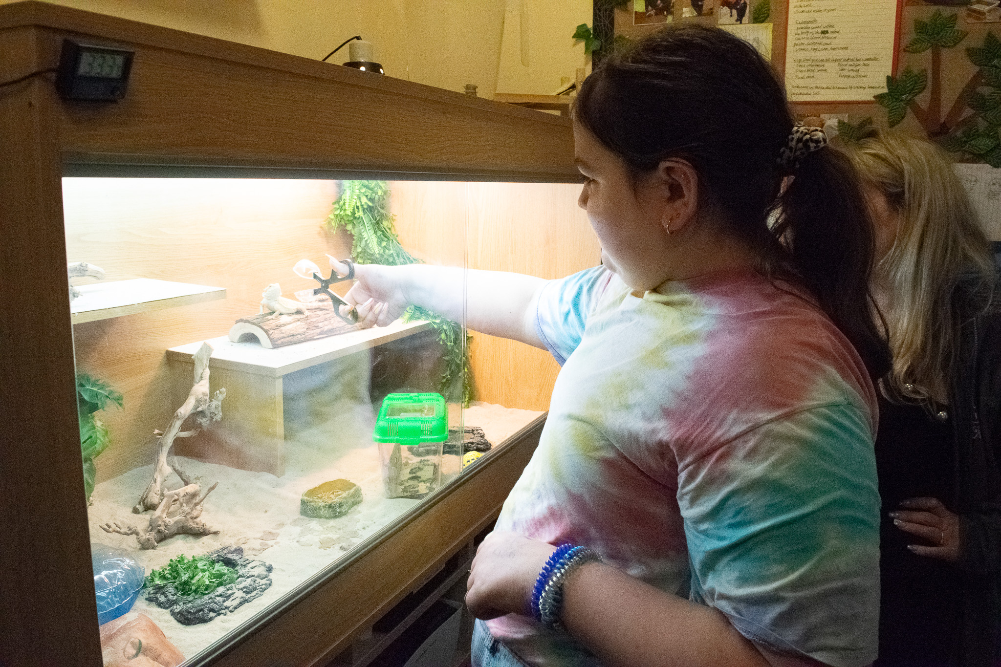 girl holding her arm in a vivarium feeding a bearded dragon lizard. 