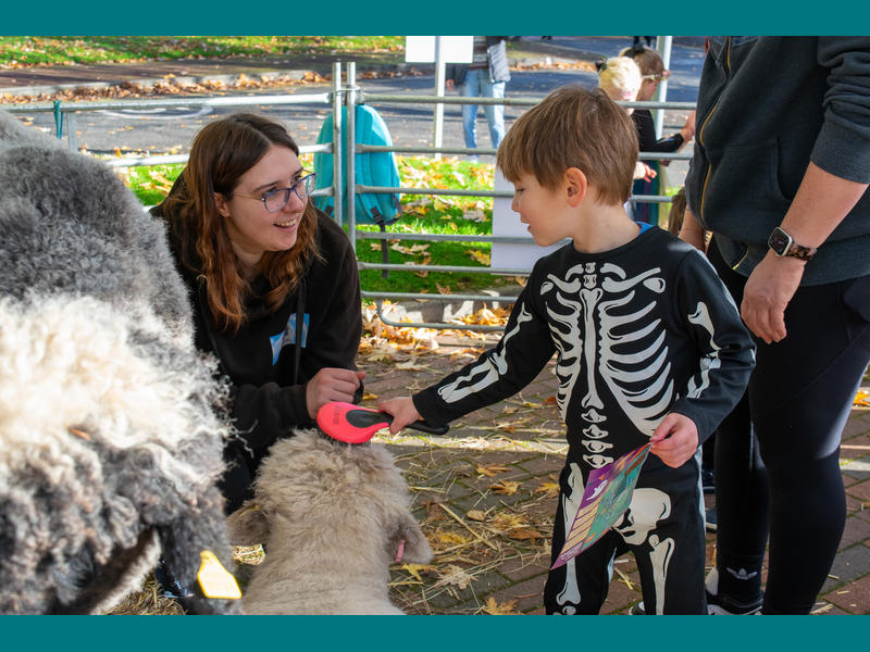 A boy dressed as a skeleton is being shown by a smiling woman how to brush a small sheep in the animal-petting area.