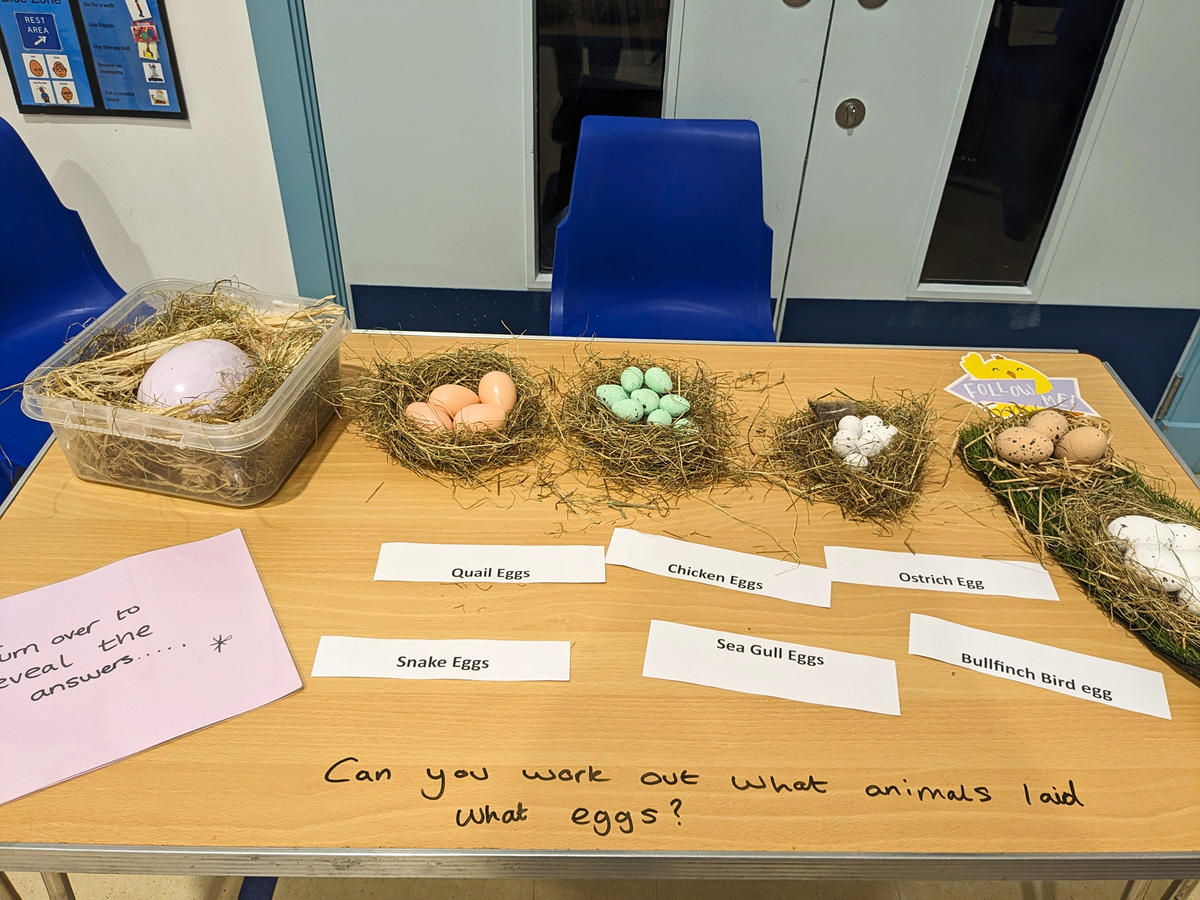 A row of six nests filled with different animal eggs.