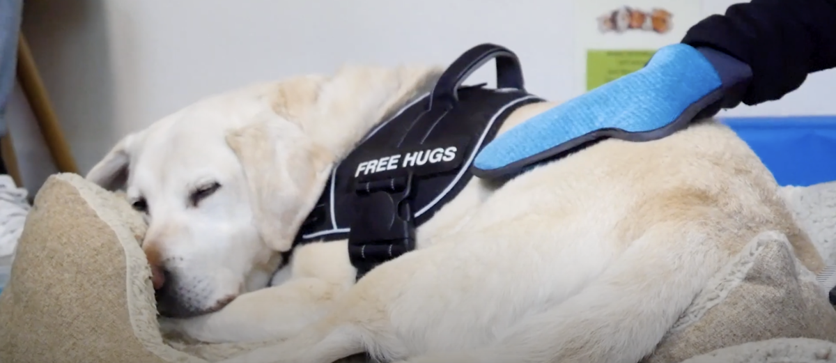 White labrador snoozing on a dog bed wearing a harness that reads "free hugs", all while being pet by someone wearing a brush mit.
