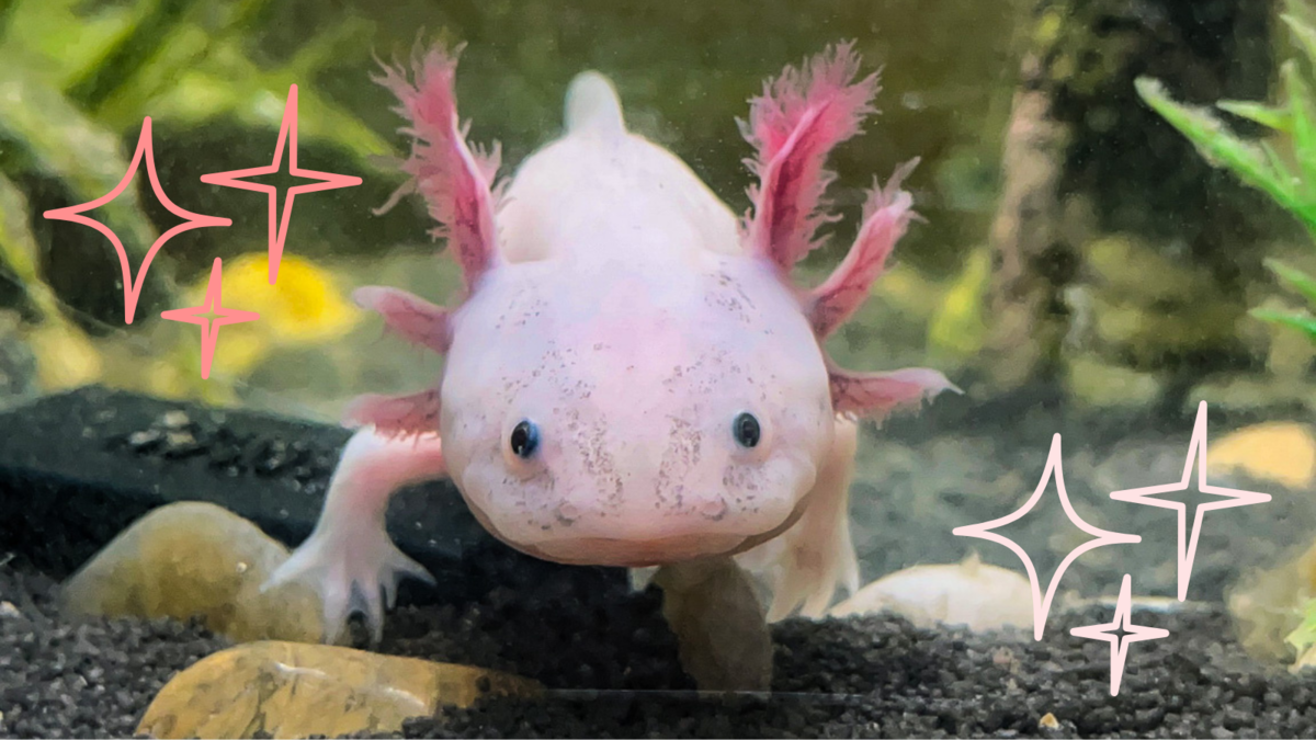 A pink young axolotl, in a tank, near some small rocks and underwater plants.