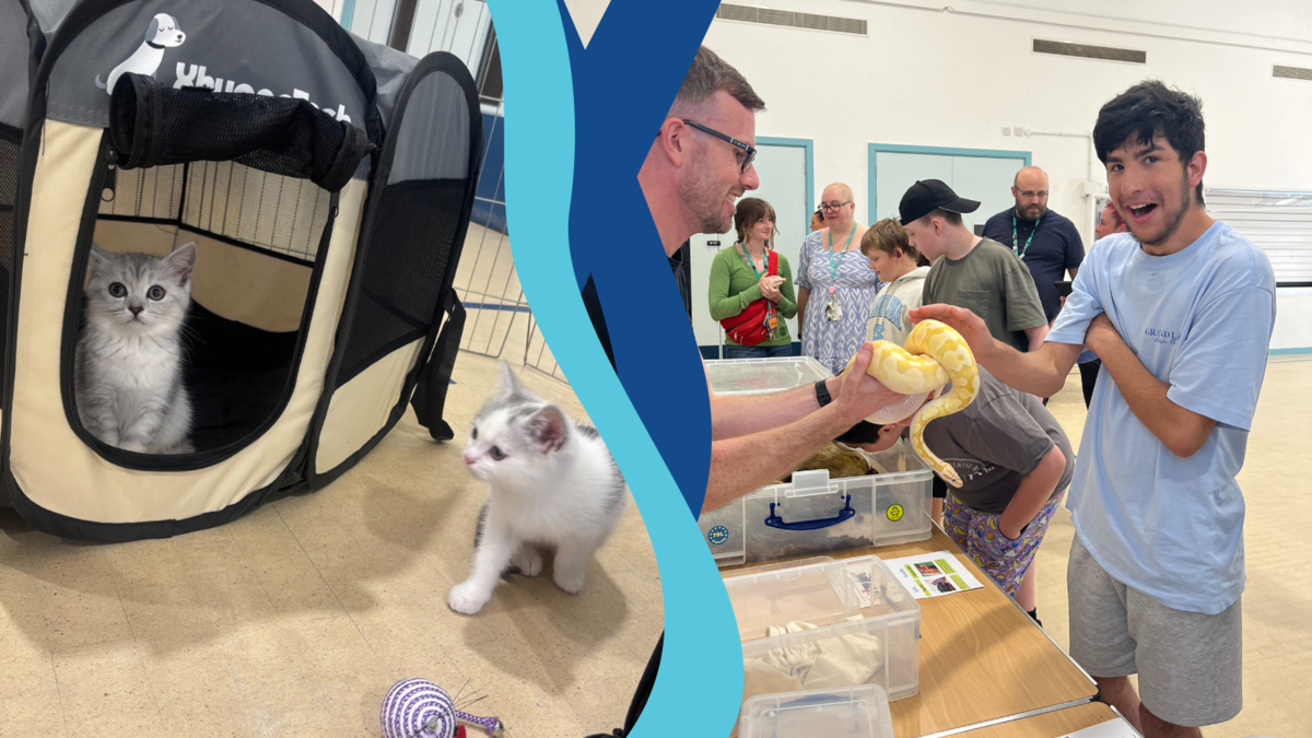 Collage of two images: on the right a student is looking shocked at the camera while touching a yellow snake. The snake is being handled by a professional. On the right, a photo of two small kittens in a mesh pen.