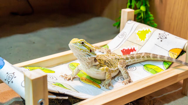 Bearded dragon sitting on a small lounge chair under a lamp. 