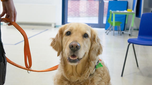 A close up of a golden retriever posing happily in front of the camera.