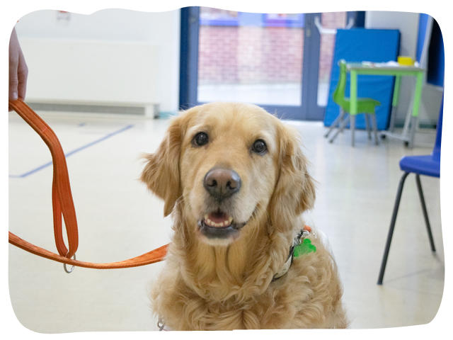 A close up of a golden retriever posing happily in front of the camera.