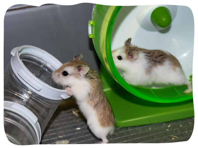 Two small hamsters playing with their toys. One of them is on a running wheel, and the other one is holding on to a tube